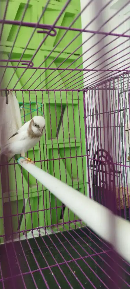 Kenari AFS jntn 4bulan