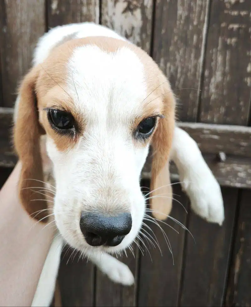 Anakan Beagle 5 Bulan (Betina)