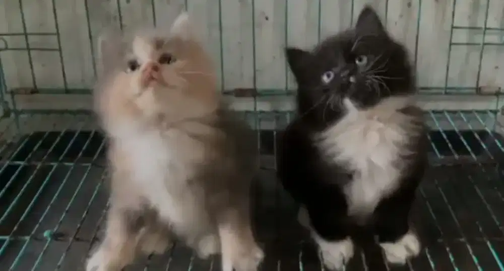 Persia kitten lucu 700 per kitten