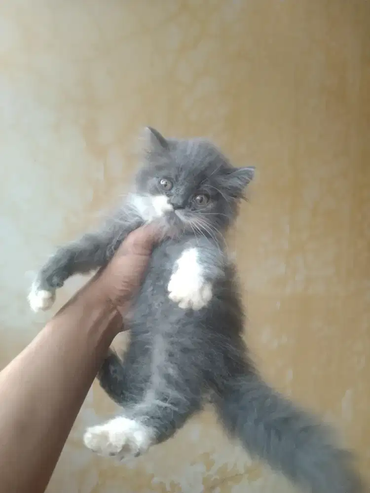 Bsh mix peaknose betina 2,5 bulan sudah mandiri