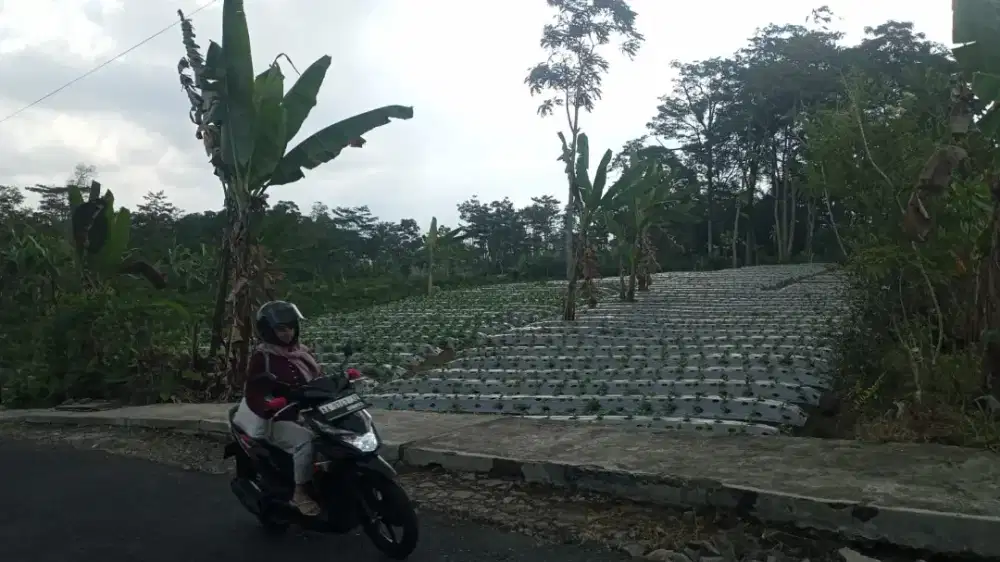 Di jual tanah di jalan lurah sudarto Mojotengah Wonosobo