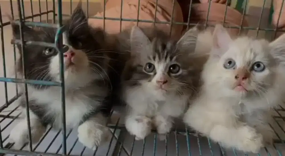 Persia kitten gemoy 700 per kitten