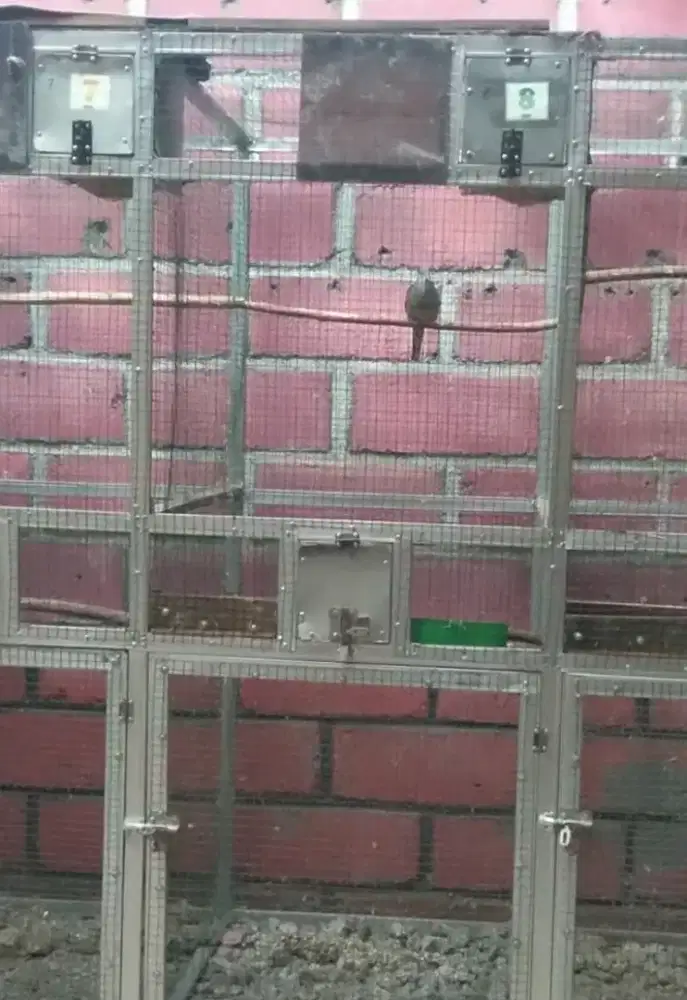 Perkutut bangkok