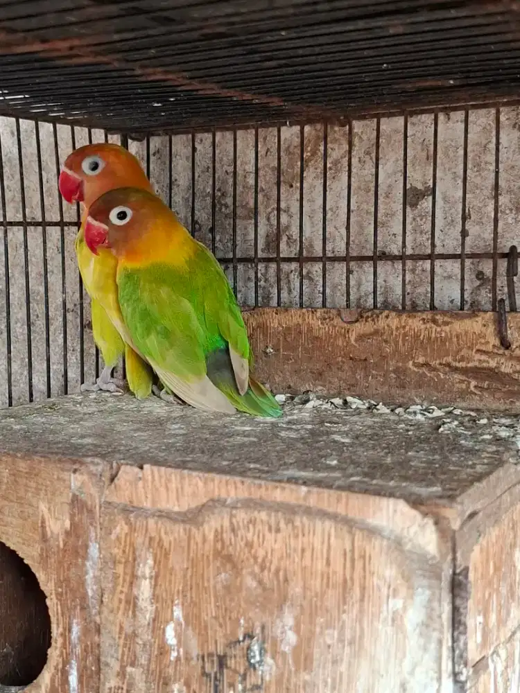 Love bird induk produksi sepasang