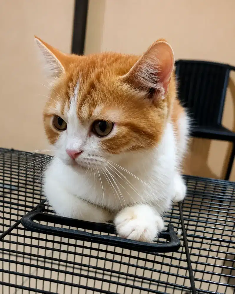 BSH mixbreed jantan 3 bulan