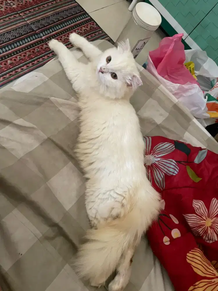 Open adopt Scottish Fold
