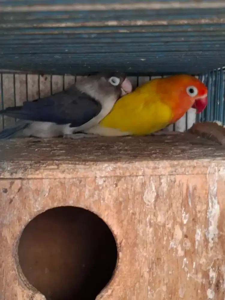 Love bird induk produksi sepasang