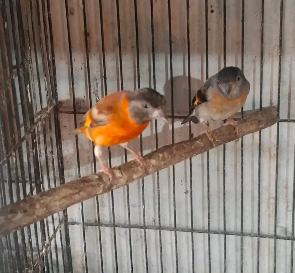 Red siskin sepasang
