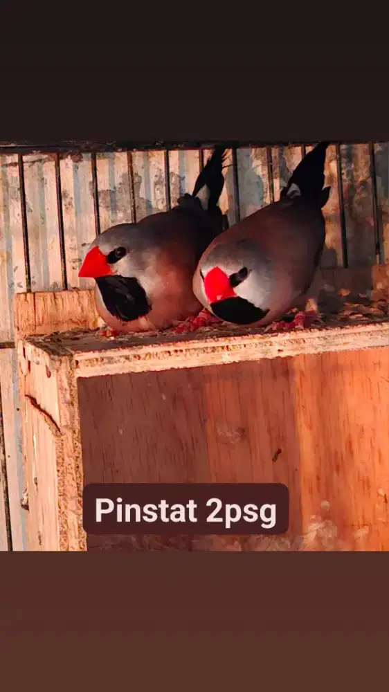Burung pinstat sepasang