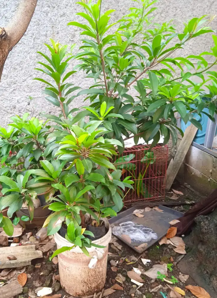 Pohon buah Sawo