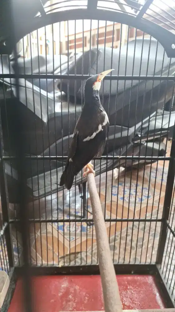 Jalak suren berisik