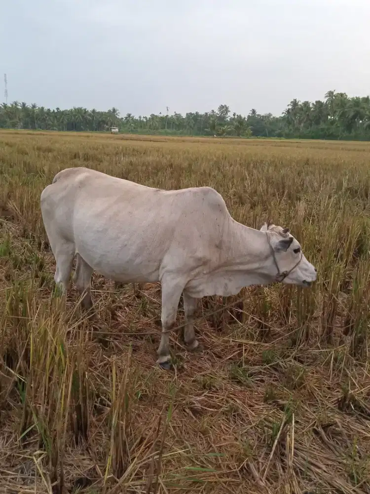 Jual sapi betina cocok untuk kenduri