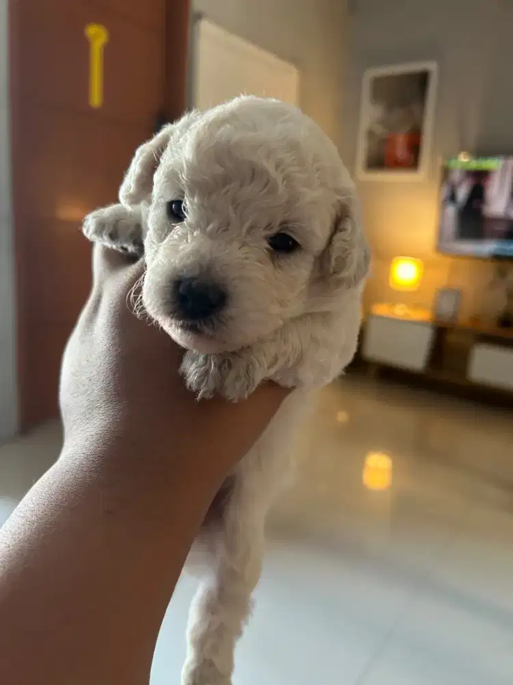 Puppies poddle umur 1 bulan