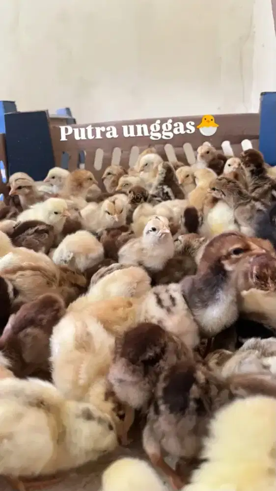 AYAM KUB 2 JANAKA