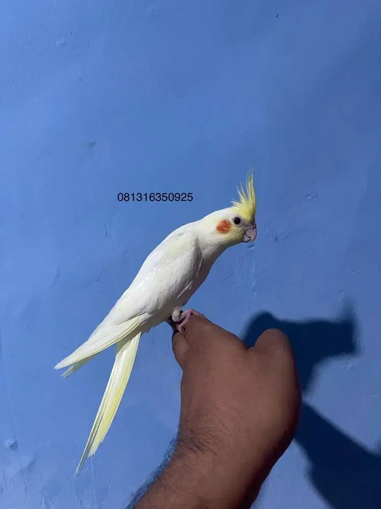 Falk cockatiel parkit australia Jinak Total
