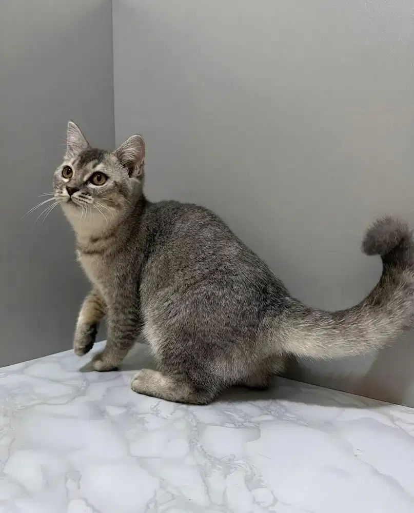 Kucing British Shorthair X Scottish fold