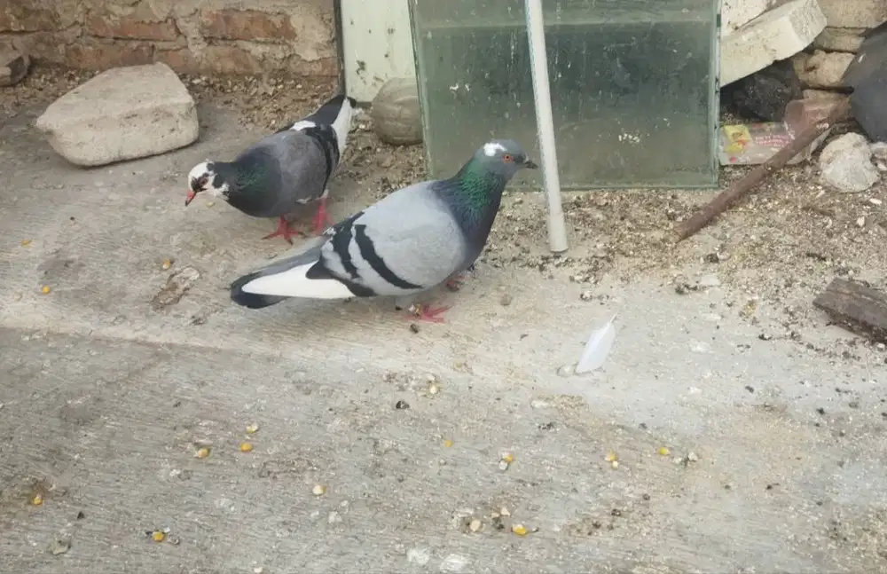 Burung dara sepasang