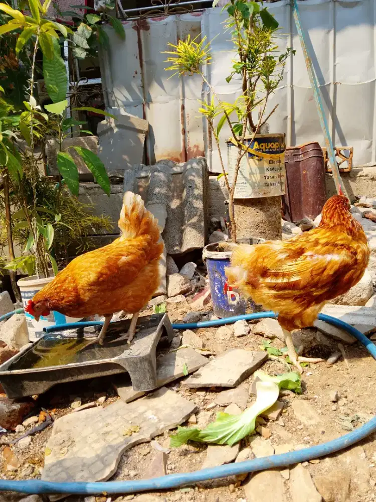 Ayam merah petelur