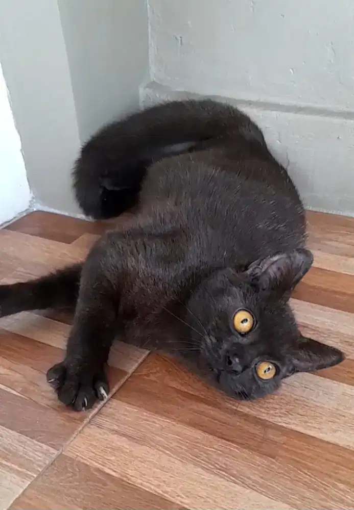 Kitten British shorthair Betina