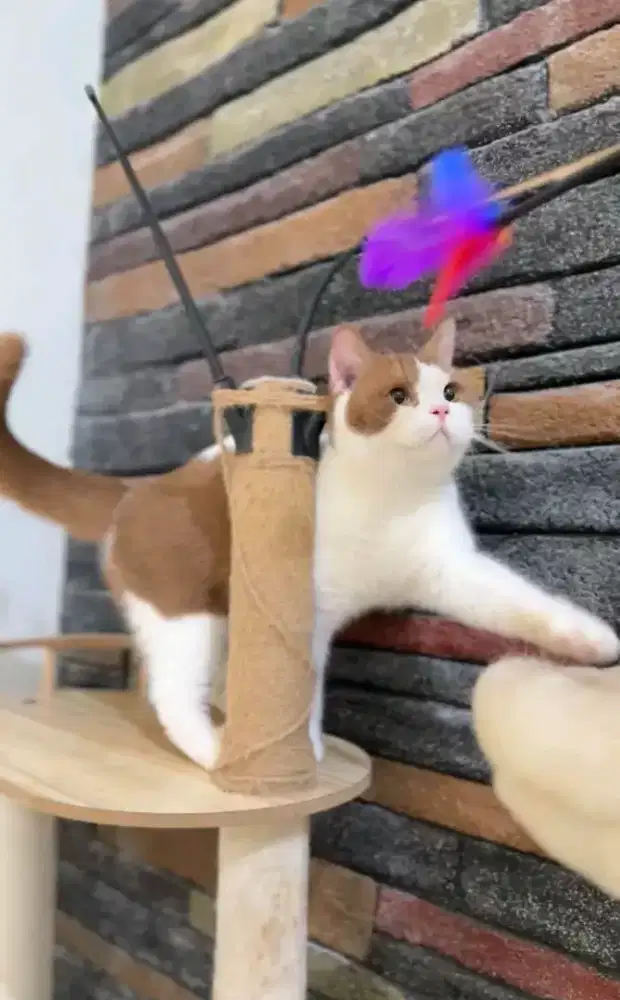 British shorthair bicolor cinamon betina