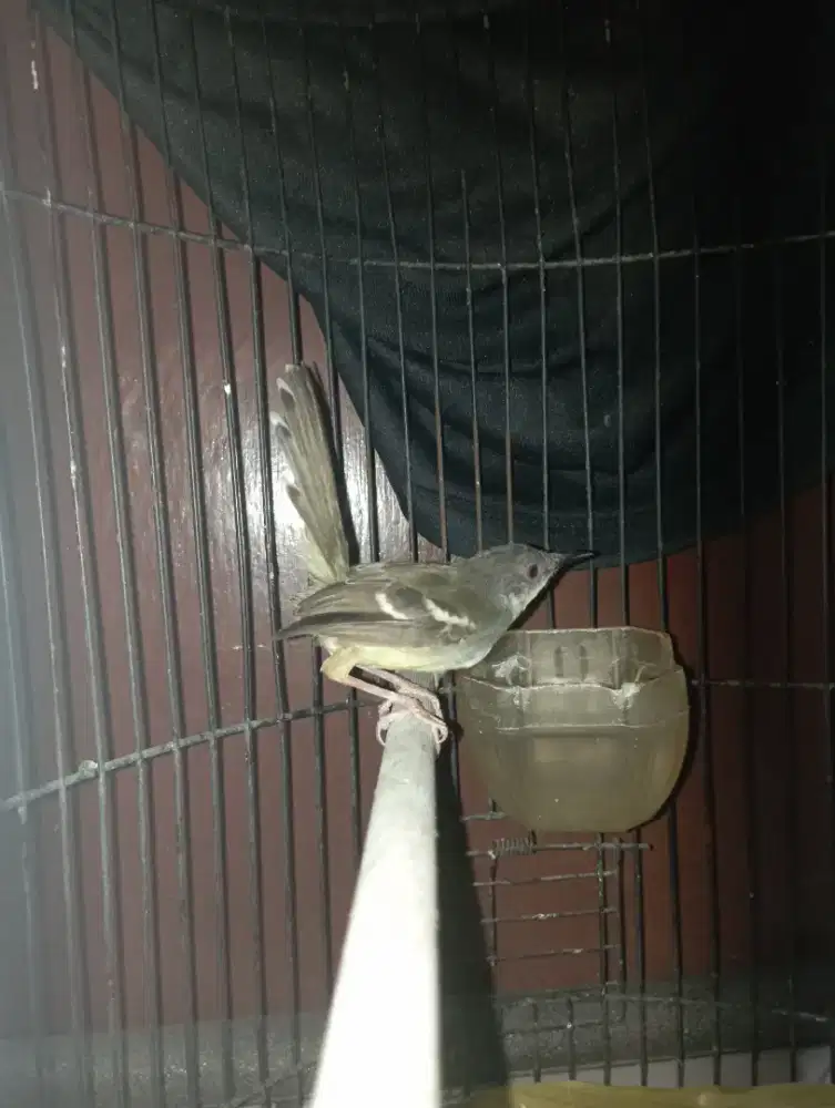 Burung Cisem jantan ciblek semi pur total