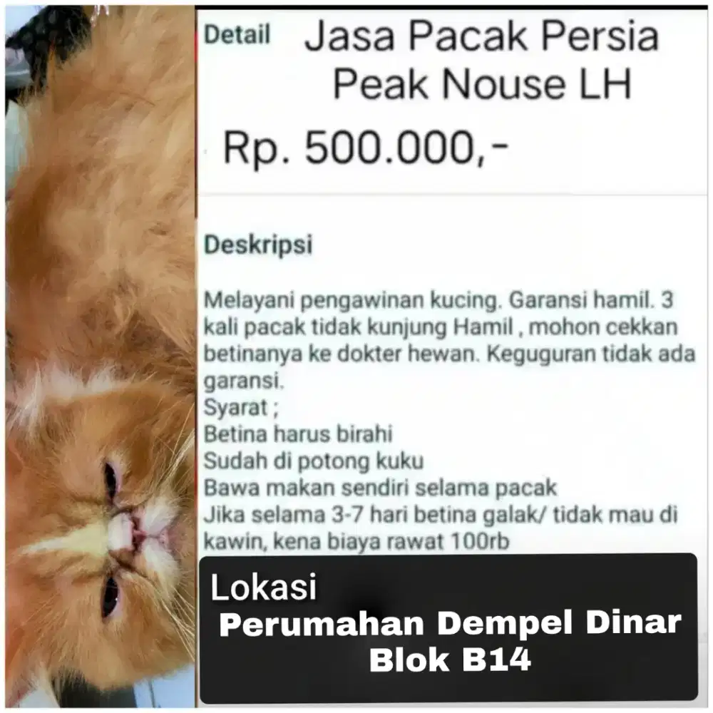 Jasa Pacak Persia Peak Nouse LH