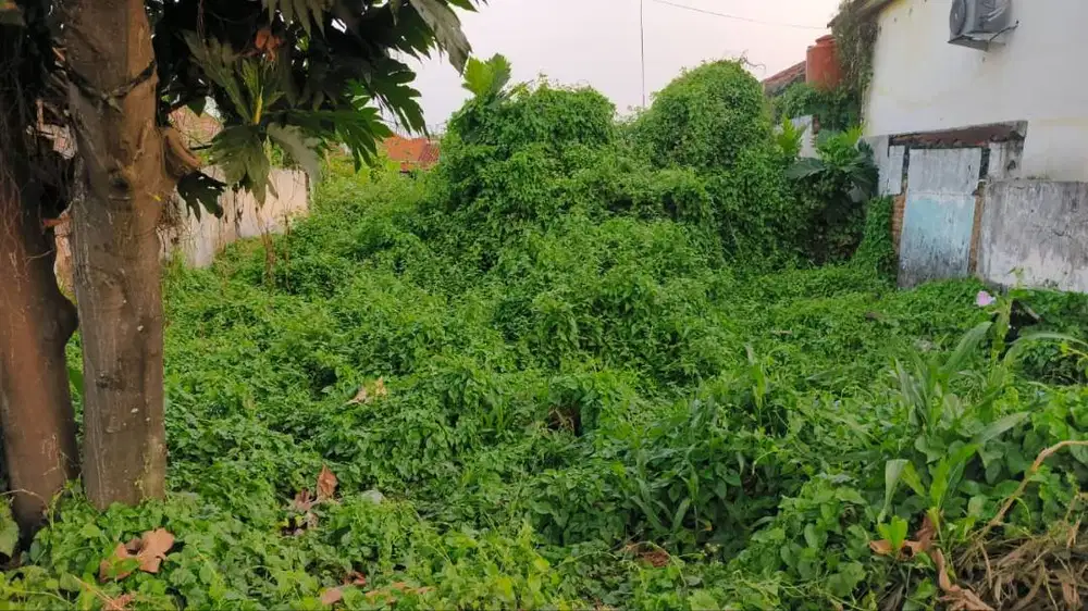 JUAL TANAH DI JATI SARI CIKALONG ( DEPAN PRAPATAN CILAMAYA )