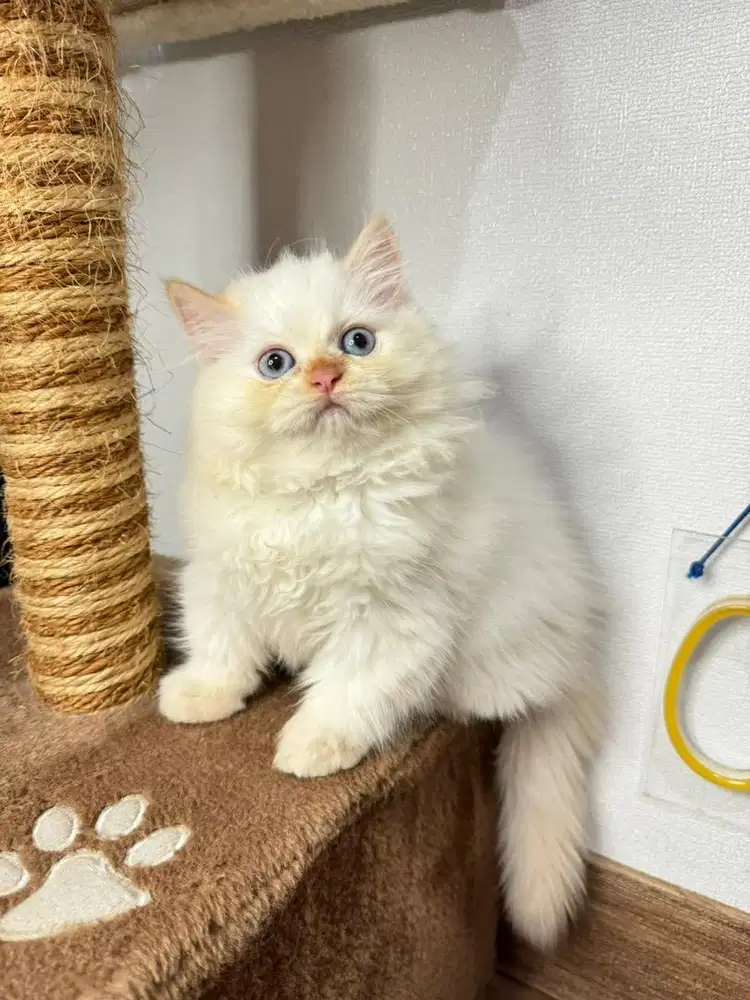 Kitten Kucing Persia