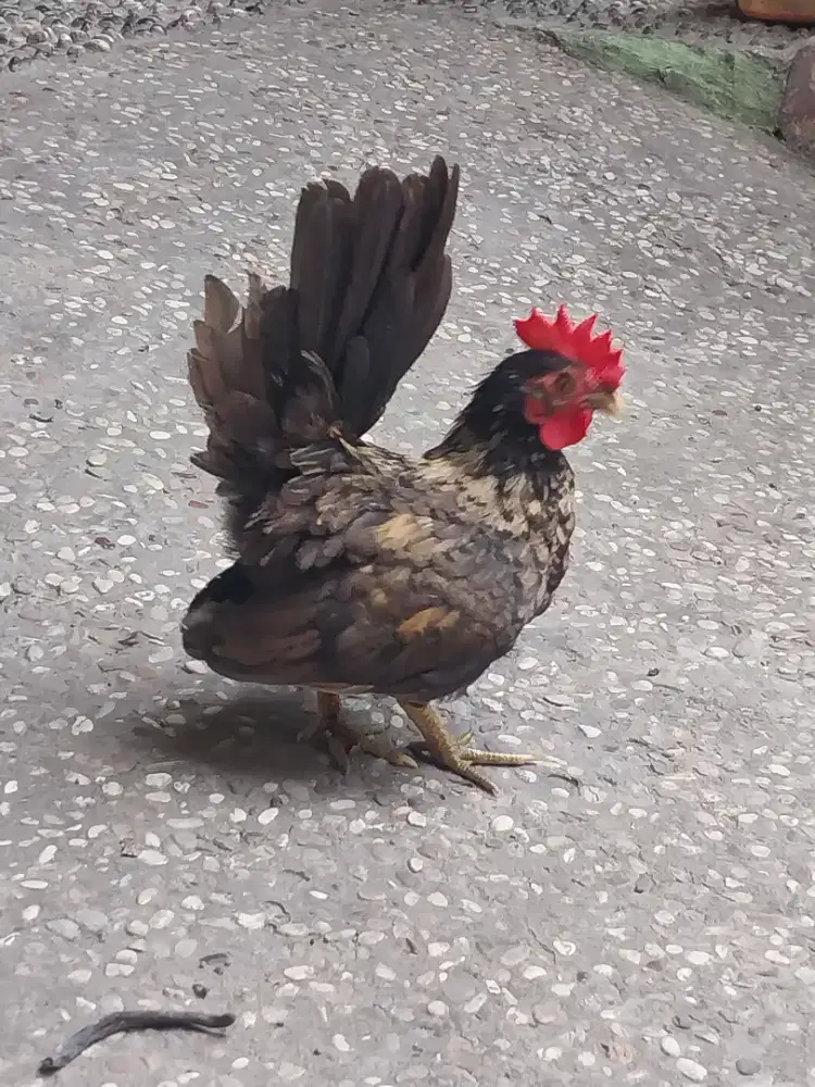 Ayam kate anak jantan warna hitam gold