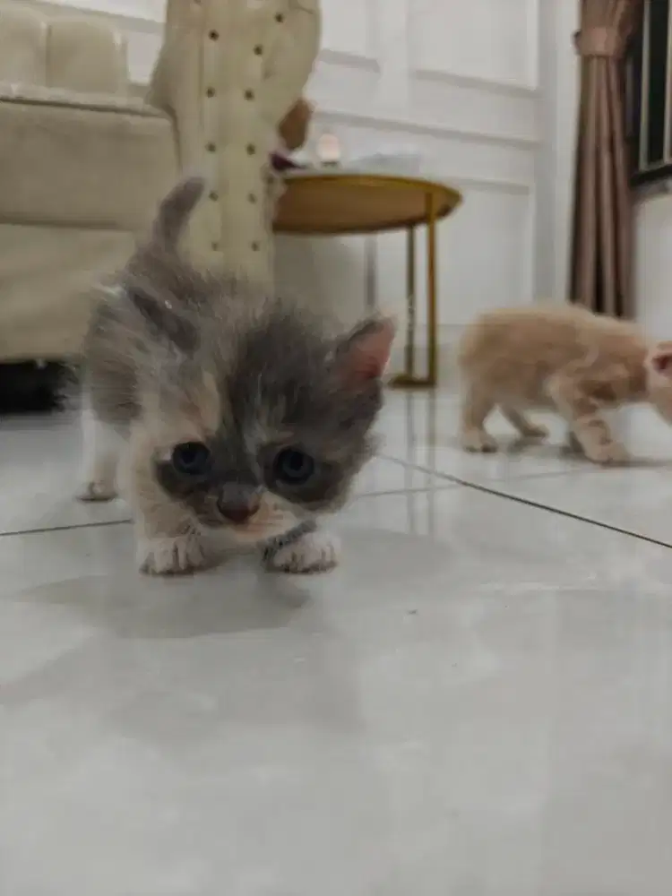 Boking adopt munchkin