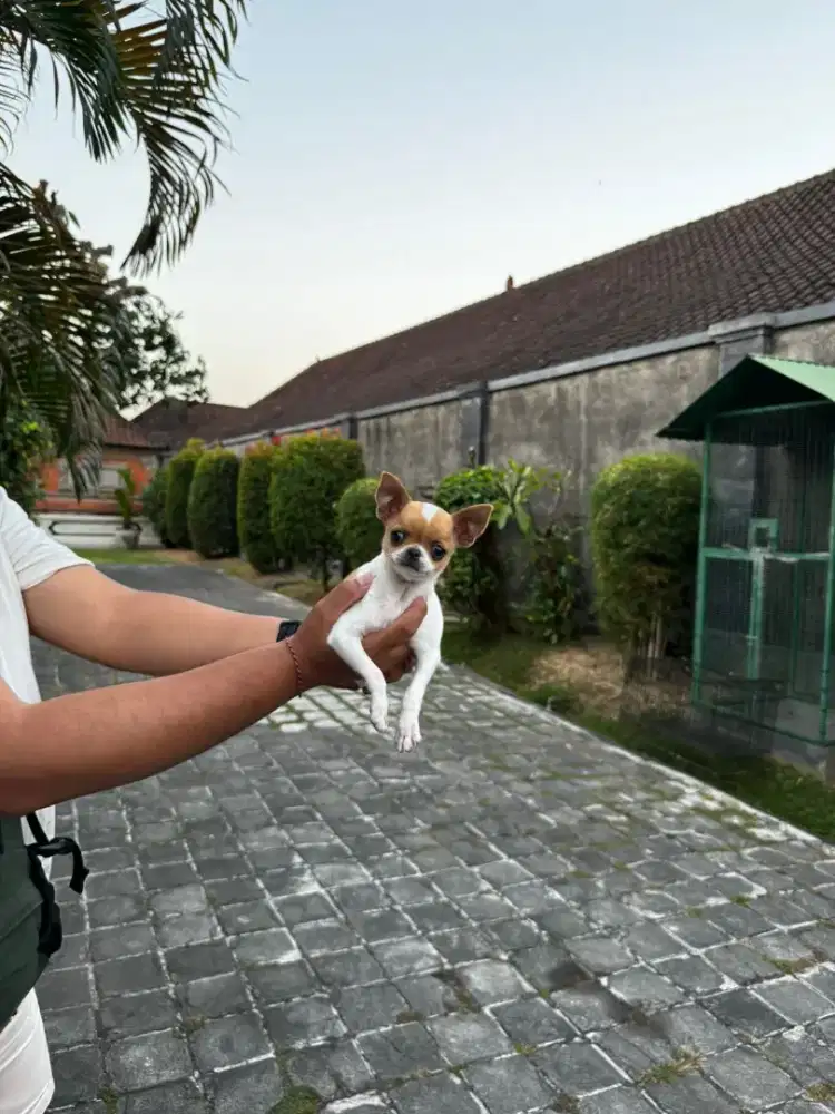 Chihuahua Betina Umur 3 Bln