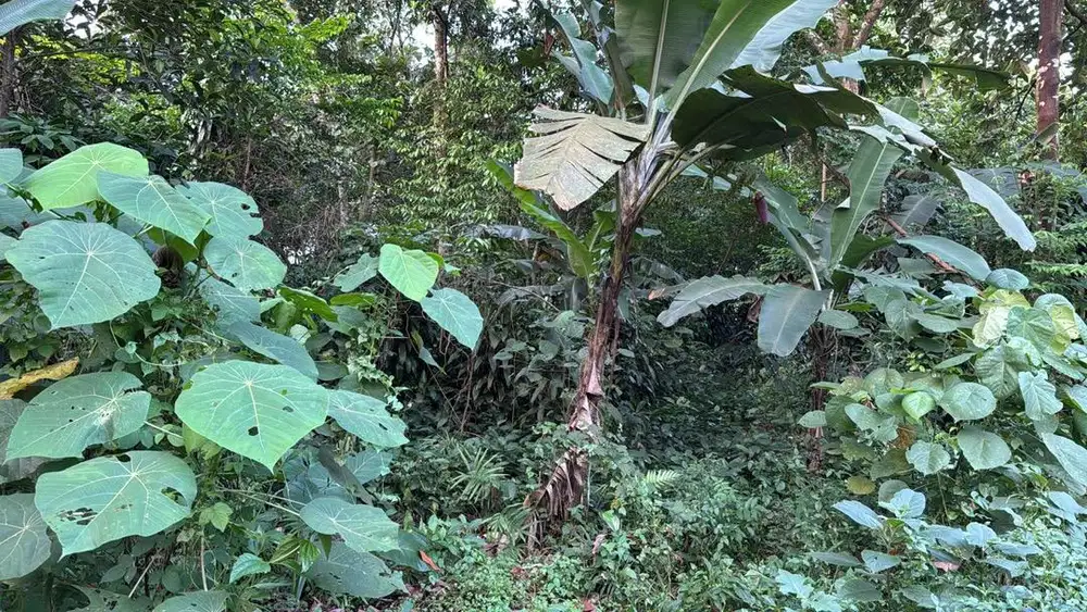 DI JUAL TANAH DI SUBANG COCOK UNTUK INVESTASI