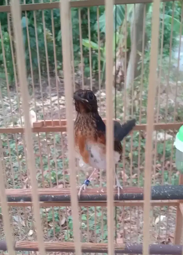 burung murai batu medan jantan