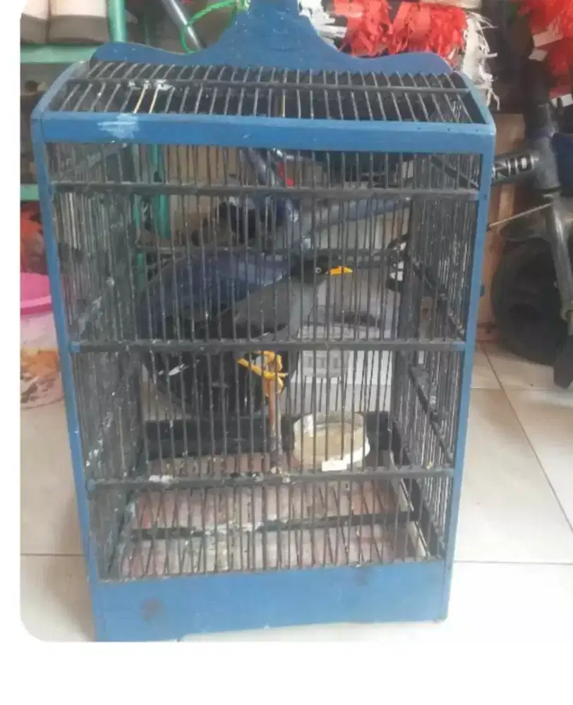 Jalak kebo semi maput