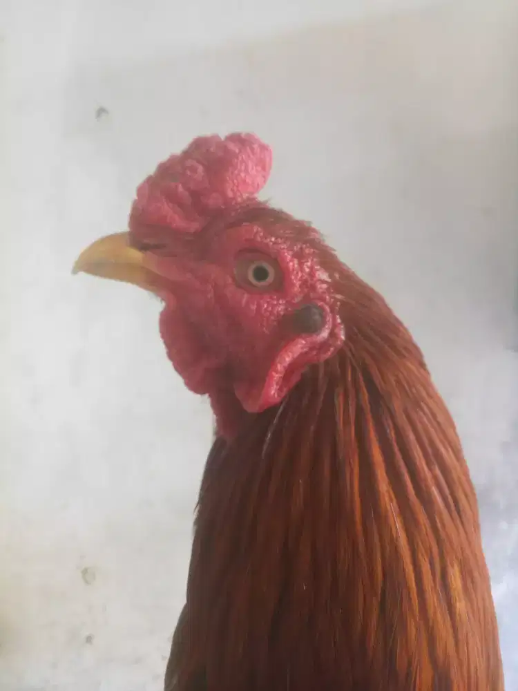 Jual ayam jenis Birkok usia 10bln ada pukul antiknya lokasi Bintaro