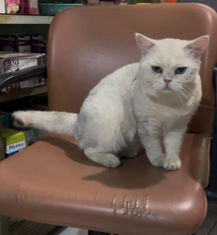 BSH Jantan silver