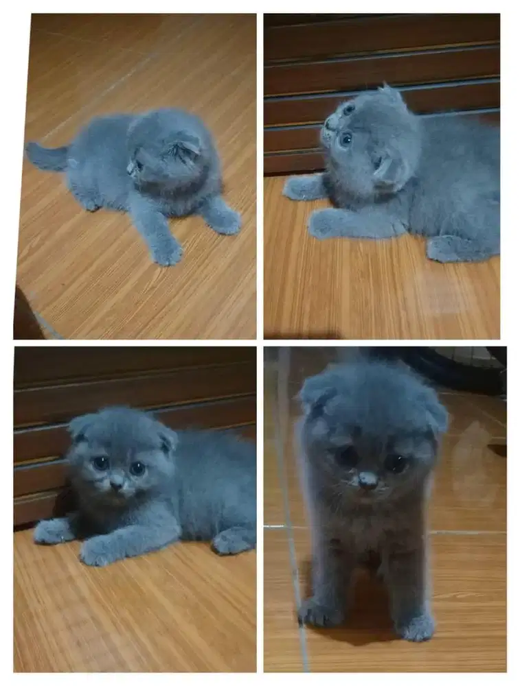 Scottish fold BSH