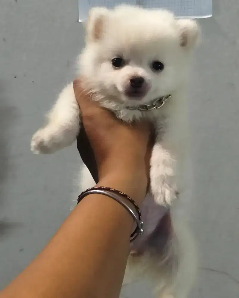 puppies pomerian