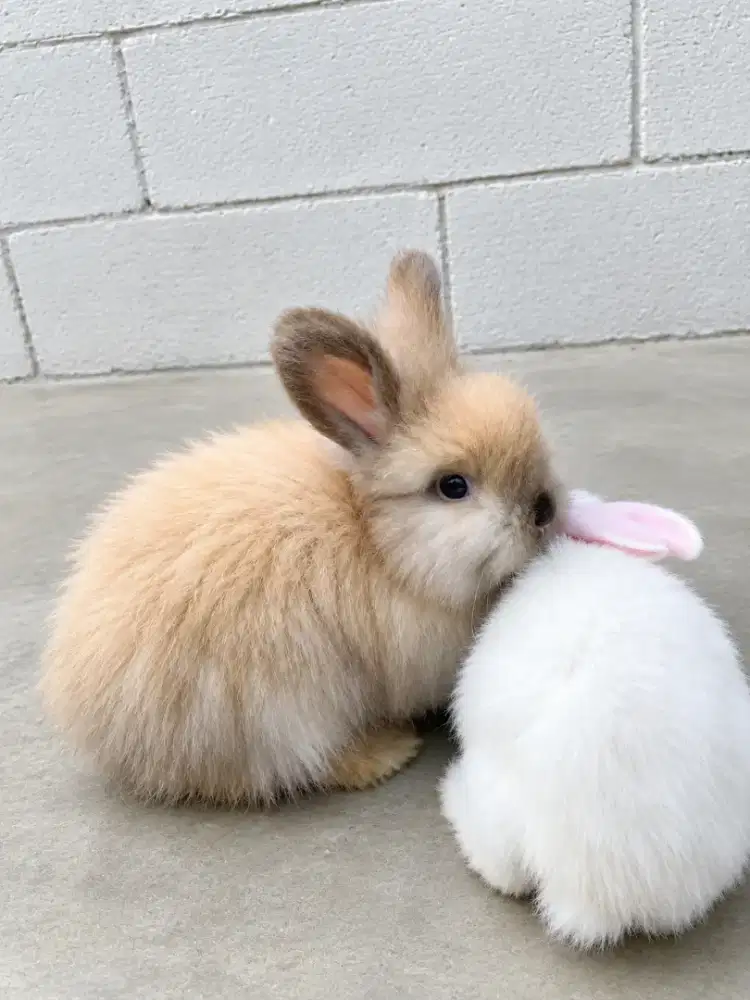 Kelinci Rabbit Bunny English Anggora