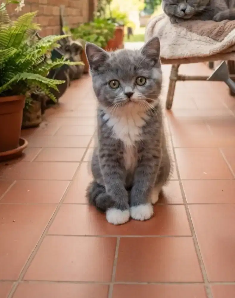 Bsh bicolor betina