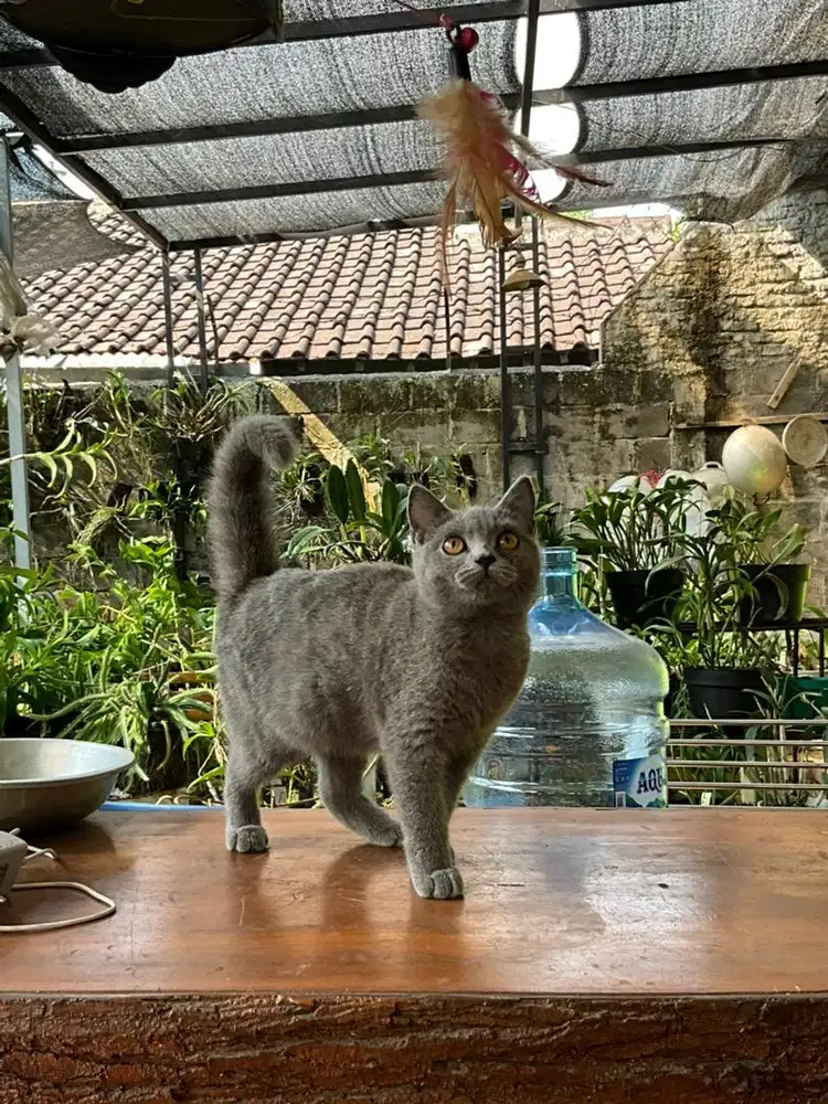 Kitten Gemoy BSH non ped
