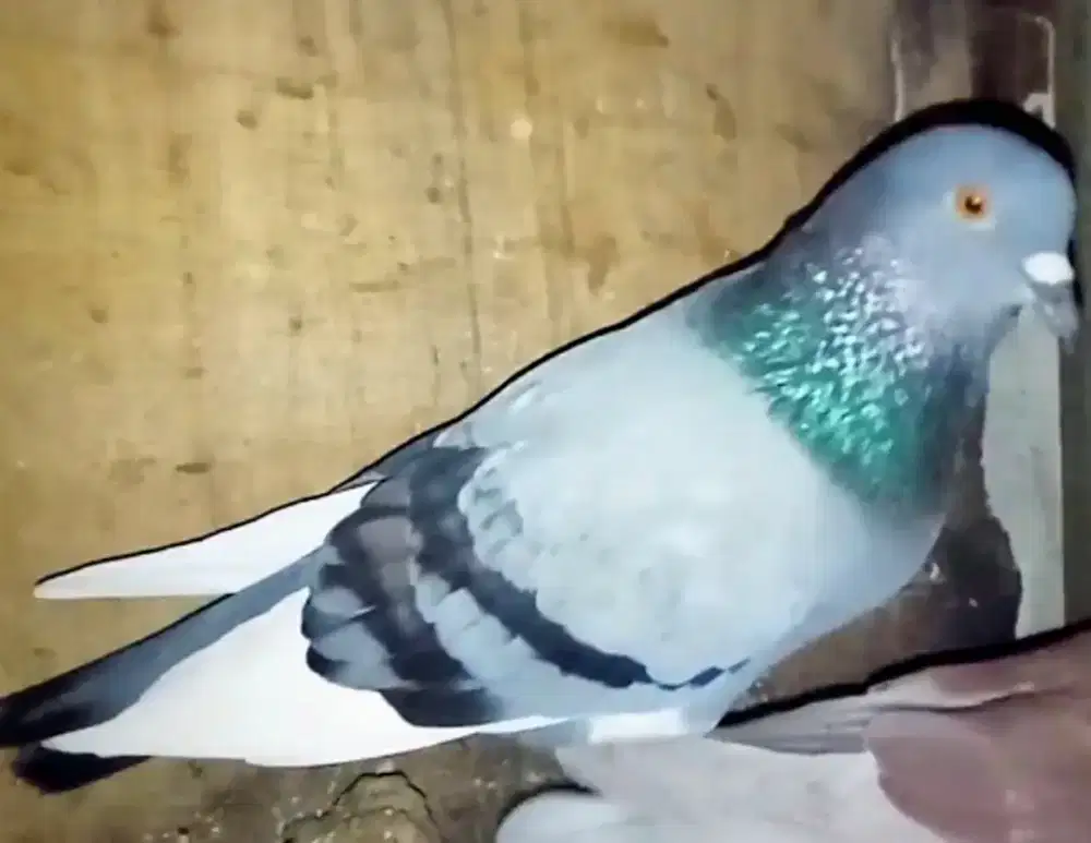 Sepasang Burung Merpati Tinggi