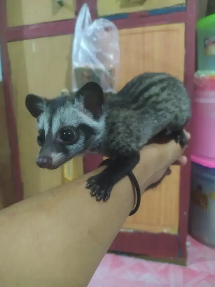 musang pandan anakan
