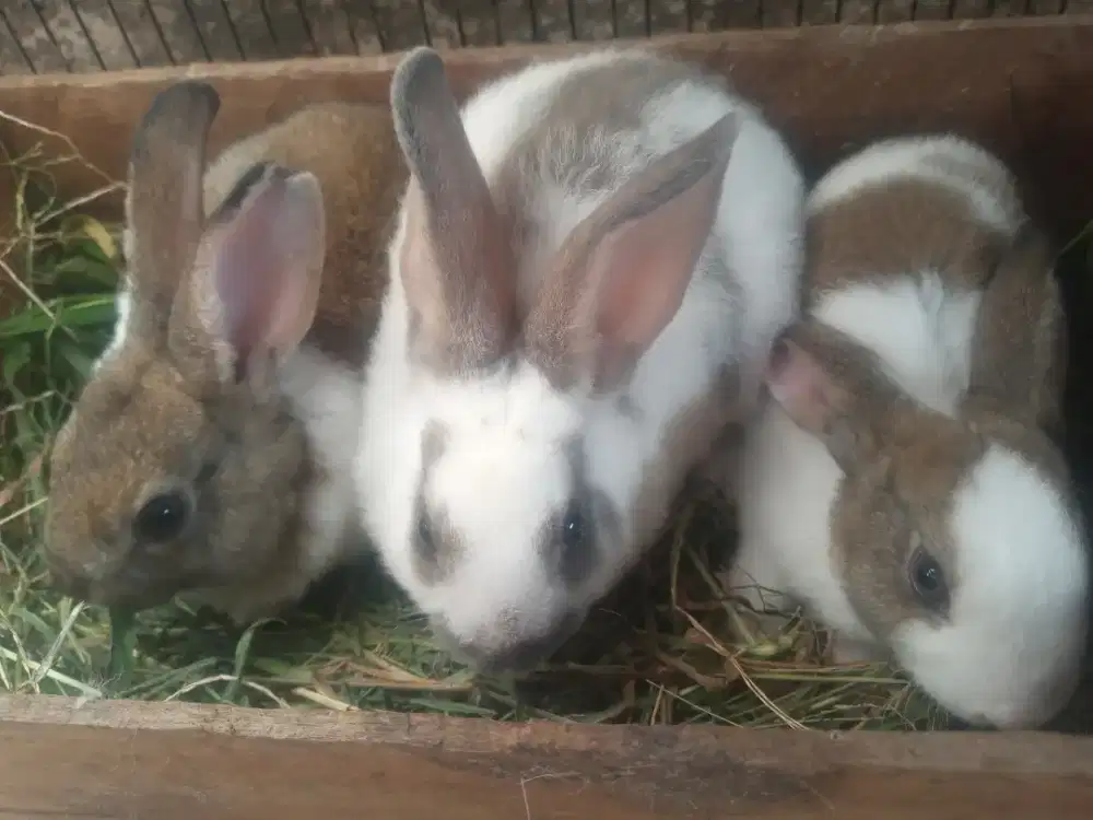 Kelinci rex lucu