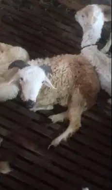 6 ekor domba jantan 6 bln siap penggemukan qurban 2027 jamin manteb ok