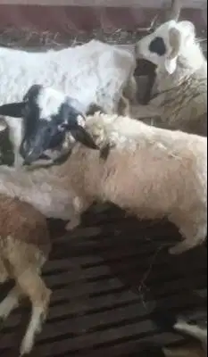 6 ekor domba jantan 6 bln siap penggemukan qurban 2027 jamin manteb ok