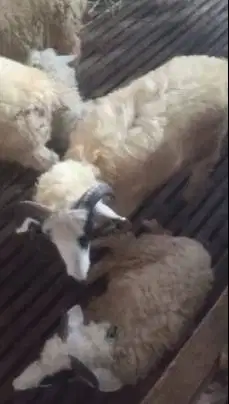 6 ekor domba jantan 6 bulanan siap penggemukan qurban 2027 jamin puas