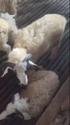 6 ekor domba jantan 6 bulanan siap penggemukan qurban 2027 rawatan top
