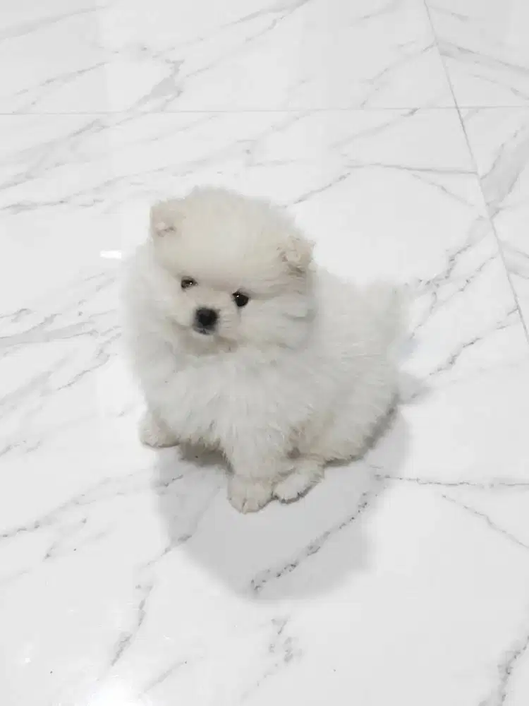 Anjing Mini Pom Putih Lucu 2 Bulan+ - Sehat & Aktif
