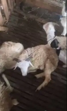 6 ekor domba jantan 6 bulanan siap penggemukan qurban 2027 jamin puas